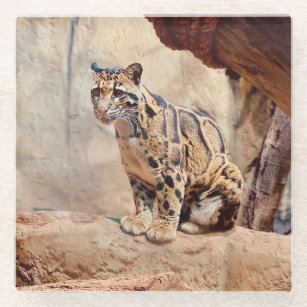 clouded leopard picture nature wildlife exotic glass coaster