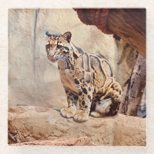 clouded leopard picture nature wildlife exotic glass coaster (Front)