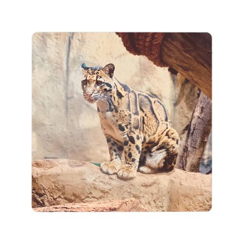 clouded leopard picture nature wildlife exotic metal print