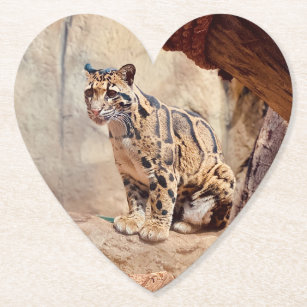 clouded leopard picture nature wildlife exotic paper coaster
