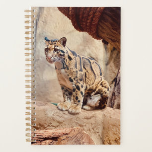 clouded leopard picture nature wildlife exotic planner
