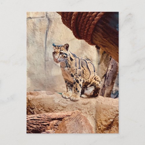 clouded leopard picture nature wildlife exotic postcard