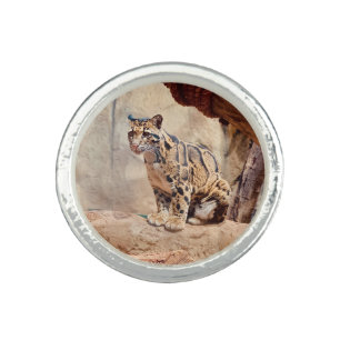 clouded leopard picture nature wildlife exotic ring