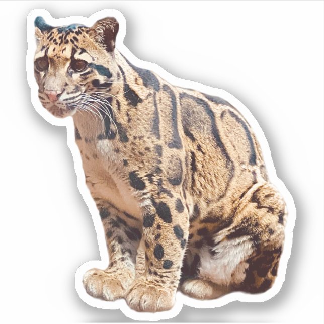 clouded leopard picture nature wildlife exotic sticker (Front)