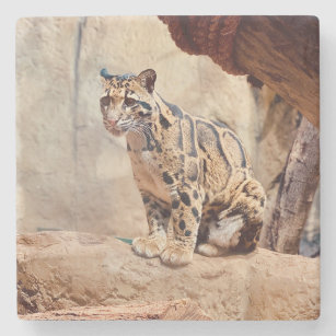 clouded leopard picture nature wildlife exotic stone coaster