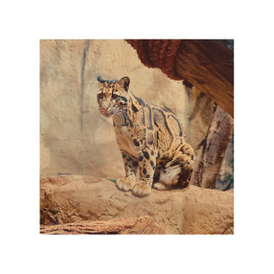 clouded leopard picture nature wildlife exotic wood wall art