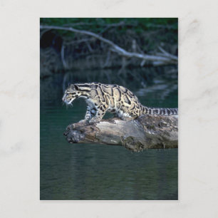 Clouded leopard postcard