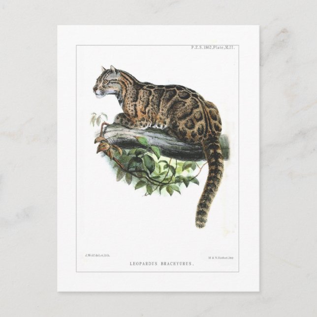 Clouded leopard postcard (Front)