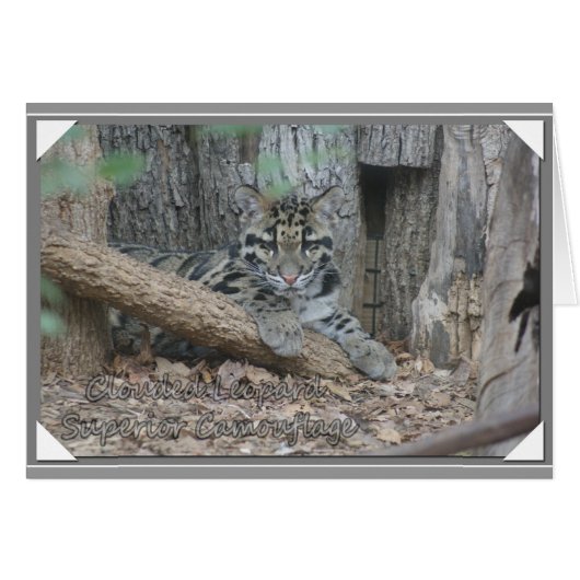 CLOUDED LEOPARD SUPERIOR CAMOUFLAGE CARDS (Front Horizontal)