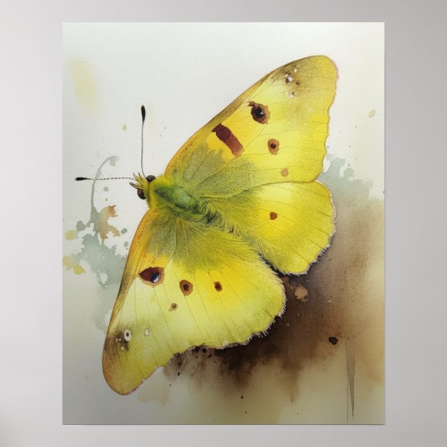 Clouded Sulphur Butterfly Art Print Poster (Front)