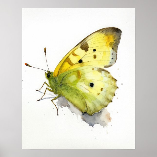 Clouded Sulphur Butterfly Art Print Poster (Front)