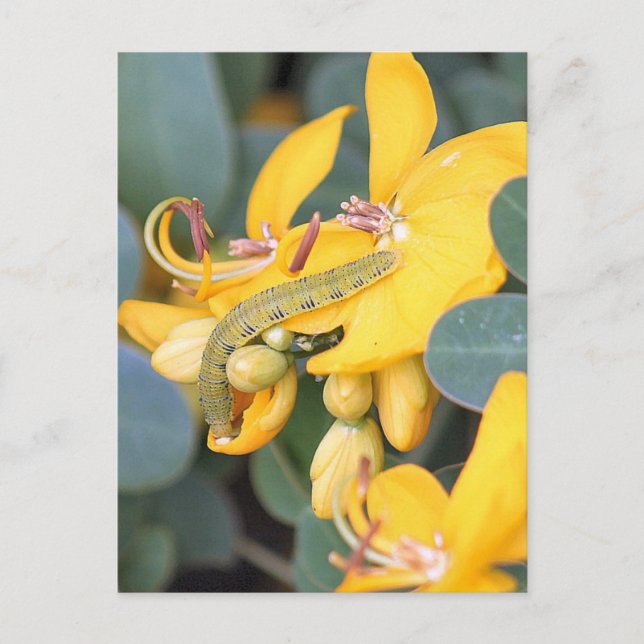 Cloudless Sulpher Caterpillar Photo Postcard (Front)