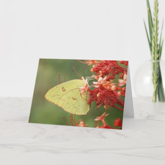 Cloudless Sulphur Butterfly Note Card (Front)