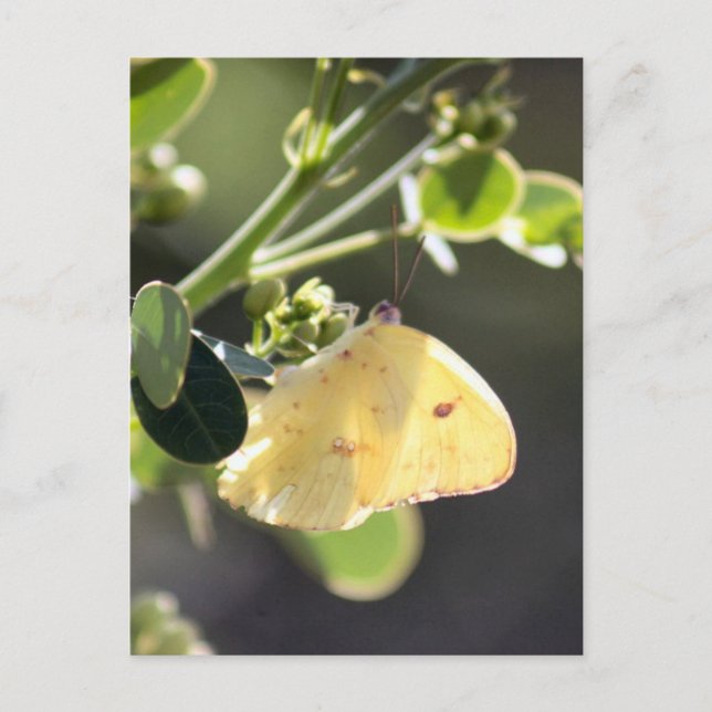Cloudless Sulphur Butterfly Photo Postcard (Front)