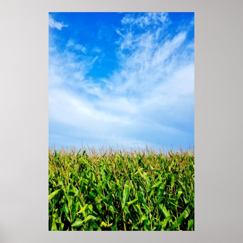 Clouds over a cornfield poster