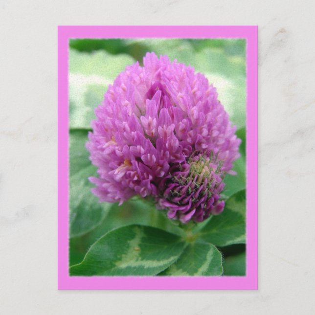 Clover Art Postcard (Front)