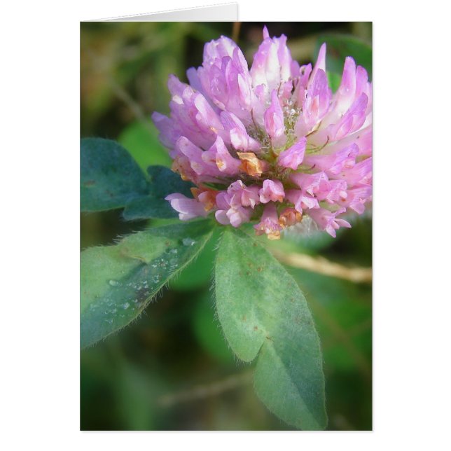 Clover Cards (Front)