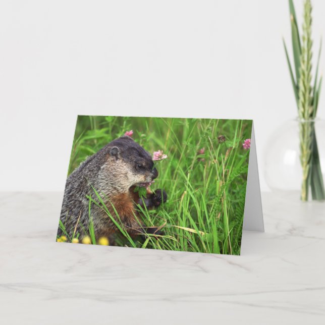 Clover-eating Groundhog Card (Front)
