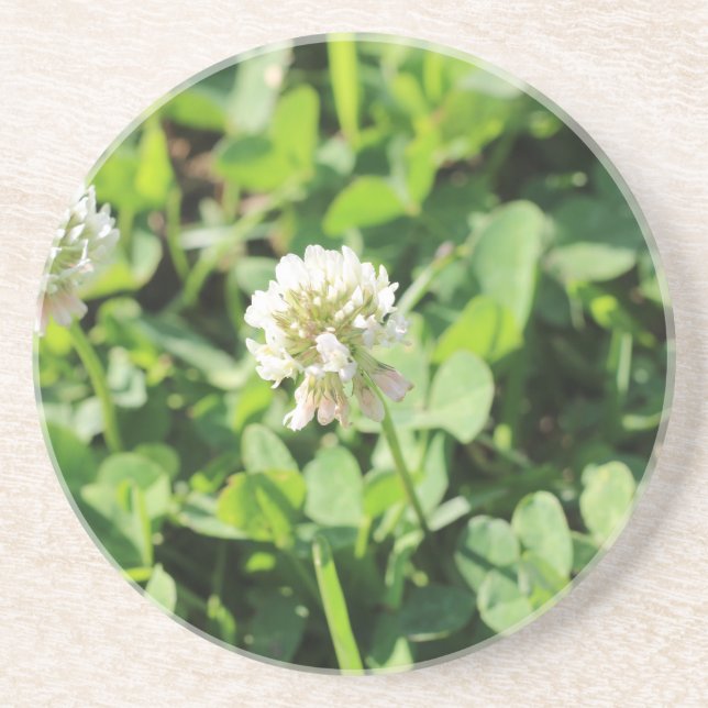 Clover & Flowers Pt 2 Sandstone Coaster (Front)