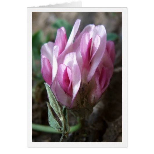 Clover - Rocky Mountains Cards (Front)