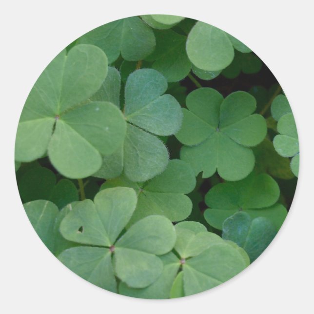 Clover Sticker (Front)