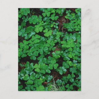 Clovers Custom Postcard
