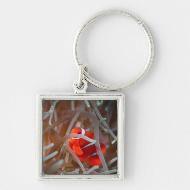 Clown anemonefish 2 keychain (Front)