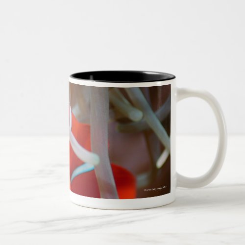 Clown anemonefish 2 Two_Tone coffee mug