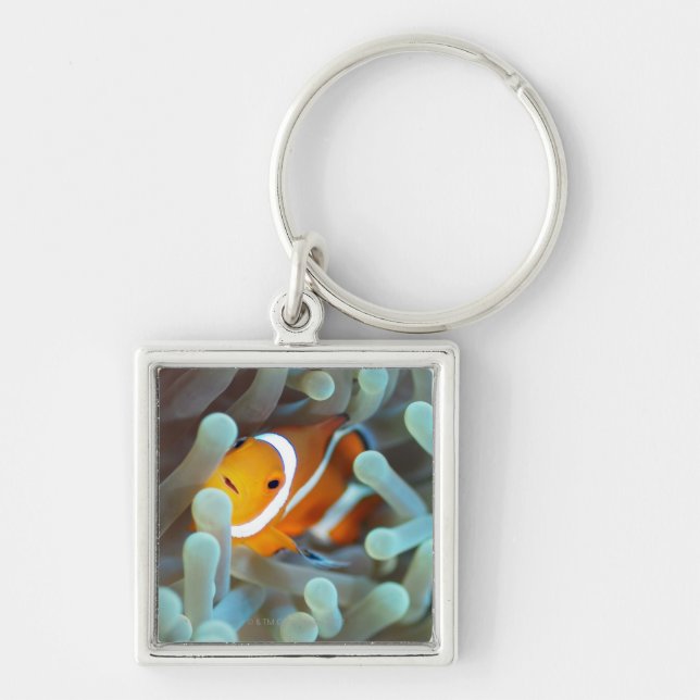 Clown anemonefish 3 keychain (Front)