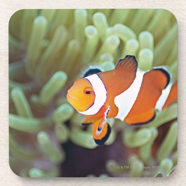 Clown anemonefish 4 coaster (Front)