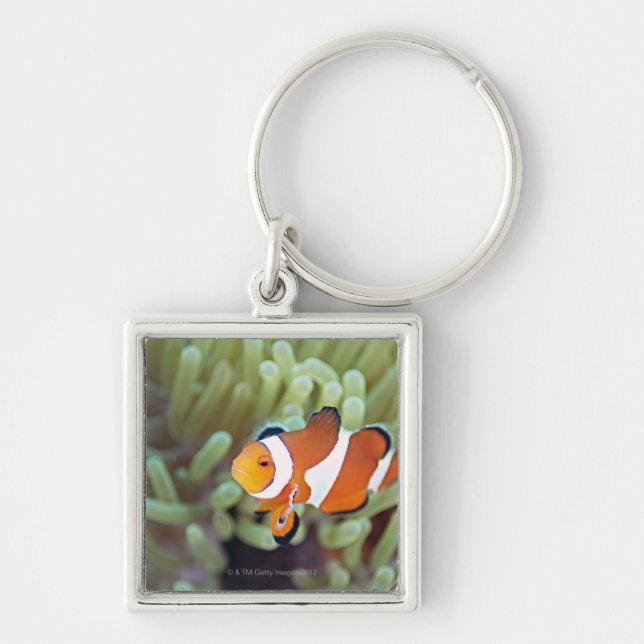 Clown anemonefish 4 keychain (Front)