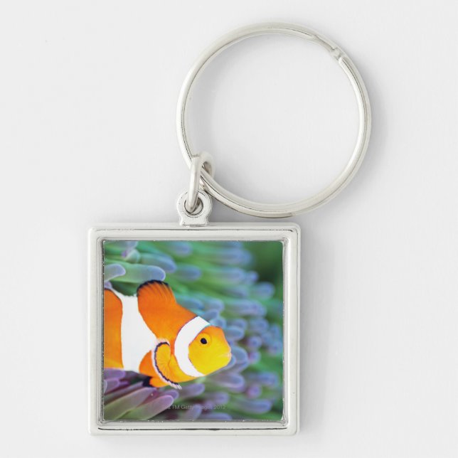 Clown anemonefish keychain (Front)