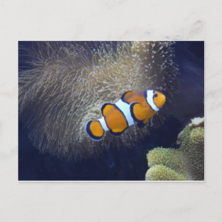 clown fish, 2 postcard