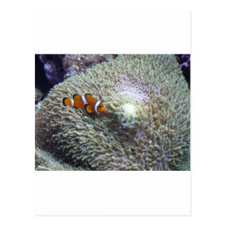 What are the adaptations of clown fish?