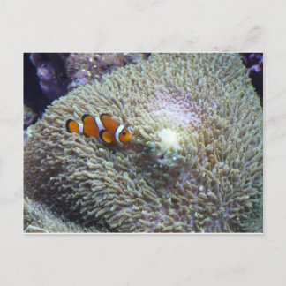 clown fish 3 postcard