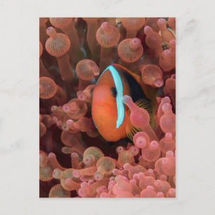 Clown Fish Among Anemones Postcard
