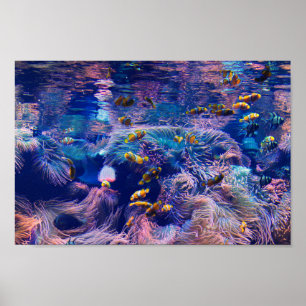 Clown Fish and purple aquarium  Poster