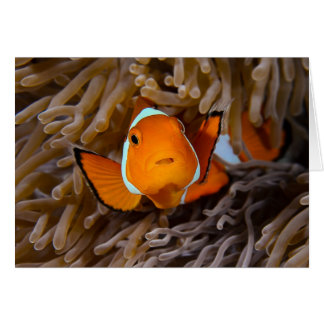 Clown fish cards
