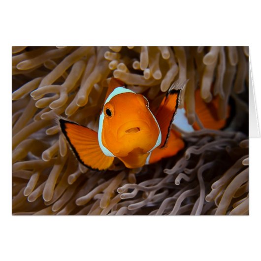 Clown fish cards (Front Horizontal)