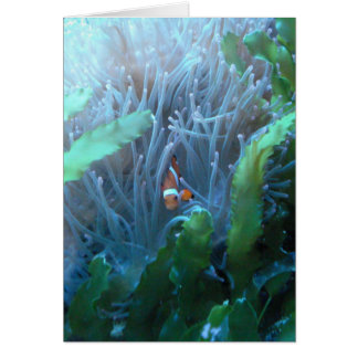Clown Fish Cards