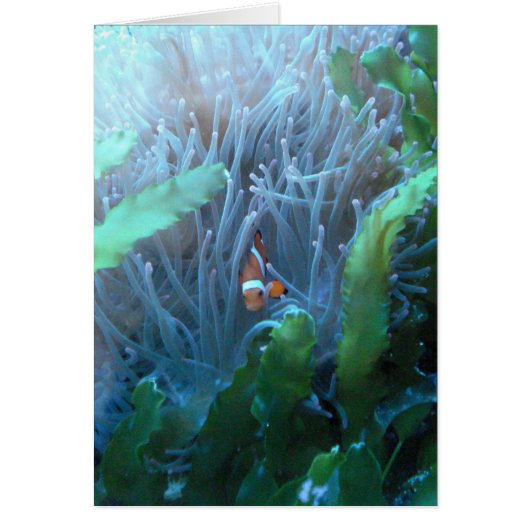 Clown Fish Cards (Front)