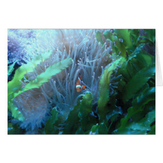 Clown Fish Cards