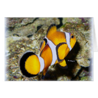 Clown Fish Cards