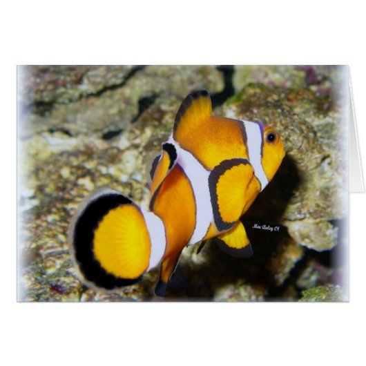 Clown Fish Cards (Front Horizontal)