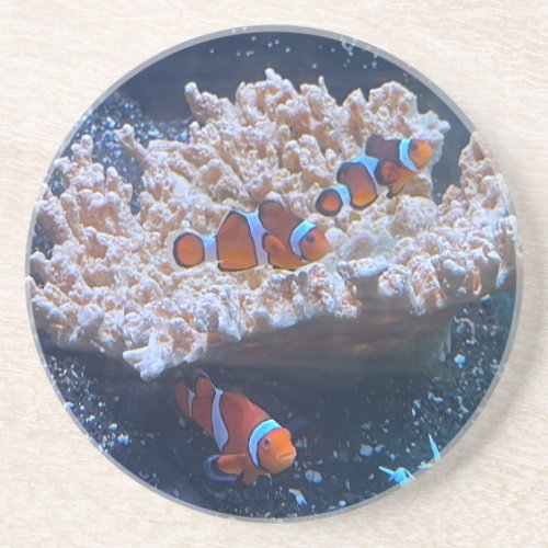 Clown Fish Coaster
