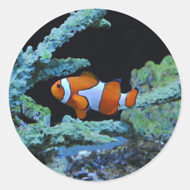Clown Fish in Coral Classic Round Sticker (Front)