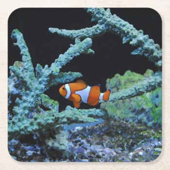 Clown Fish In Coral Square Paper Coaster by beachcafe at Zazzle