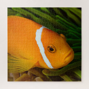 Clown Fish Jigsaw Puzzle