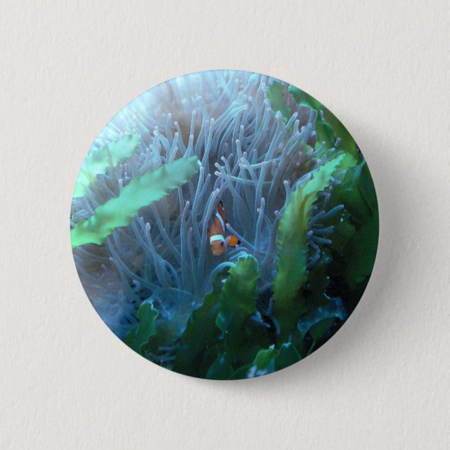Clown Fish Pinback Button (Front)