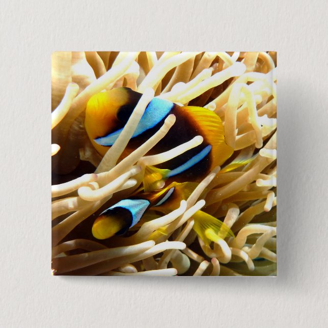 Clown Fish Pinback Button (Front)